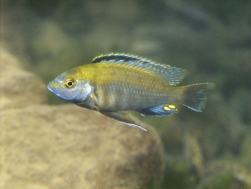 Cyathochromis obliquidens 'Cobwe'